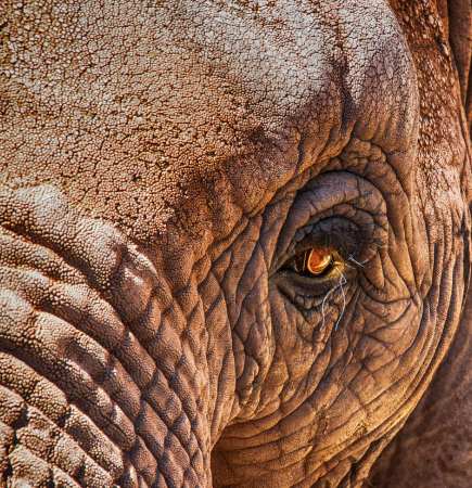 elephant waiting for train