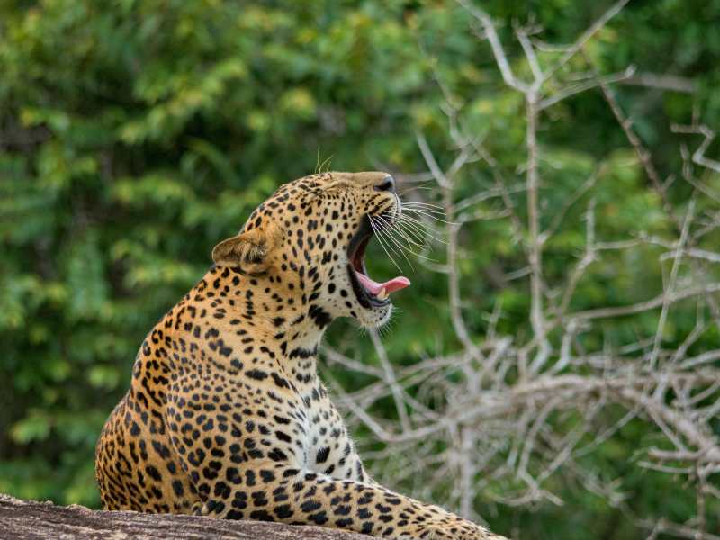 Yala Safari -Tiger what does it means ?